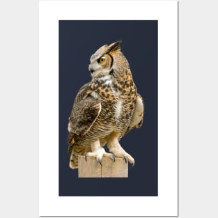 The great owl Posters and Art